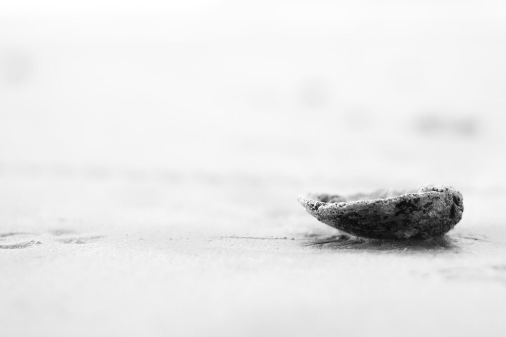 Black and white photo of a close-up of a shell on the beach