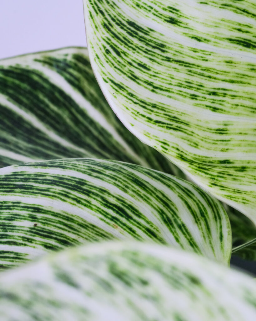 Close-up photo of Philodendron birkin leaves. Brand photography in Switzerland.