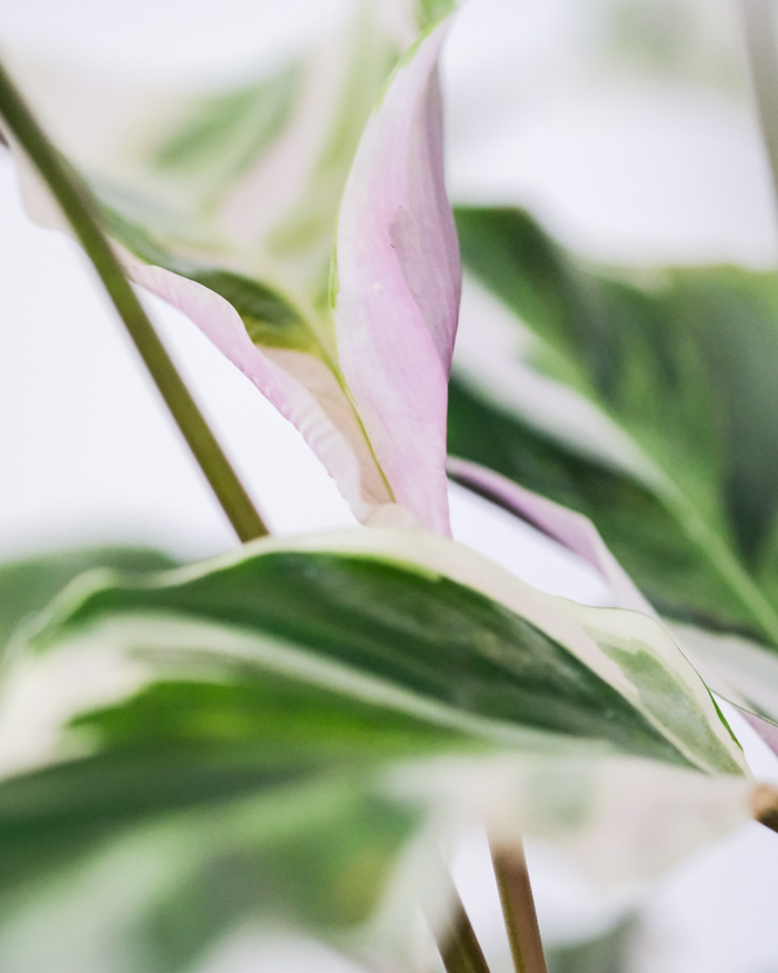 Brand photography for feey. Close-up photo of Calathea lietzei Fusion white leaves. Near St. Gallen, Switzerland.